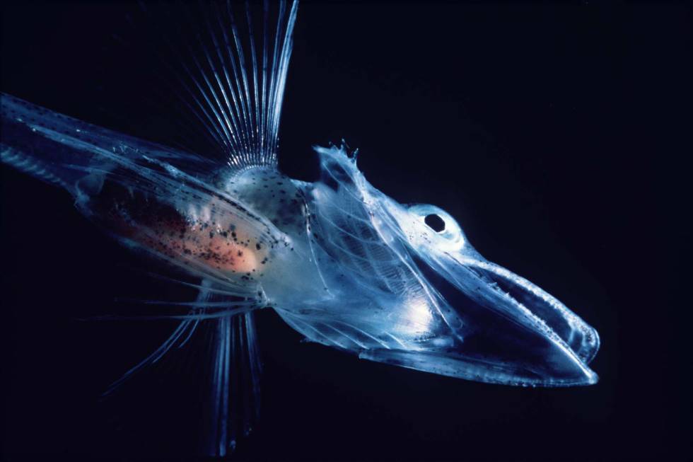 Imagen de un pez hielo en el océano Antártico.