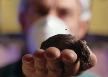 Iberia y Air Europa bloquean el traslado de animales de laboratorio Iberia y Air Europa bloquean el traslado de animales de laboratorio