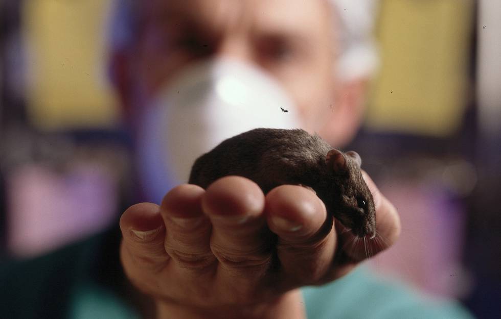 Los ratones son fundamentales para investigar muchas curas.