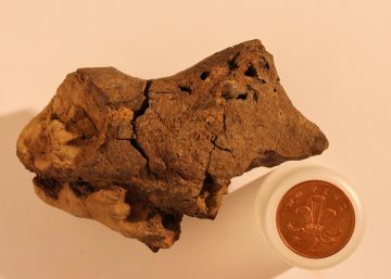 Hallan restos del cerebro fosilizado de un dinosaurio Hallan restos del cerebro fosilizado de un dinosaurio