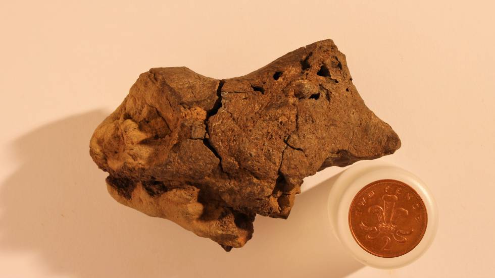 Resultado de imagen de cerebro fosilizado de dinosaurio