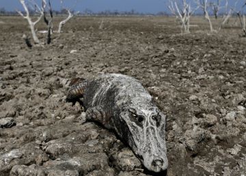 Los efectos del cambio climático