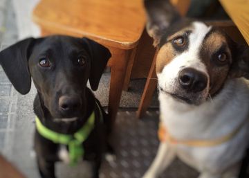 ¿Debo castrar a mi perro? ¿Debo castrar a mi perro?