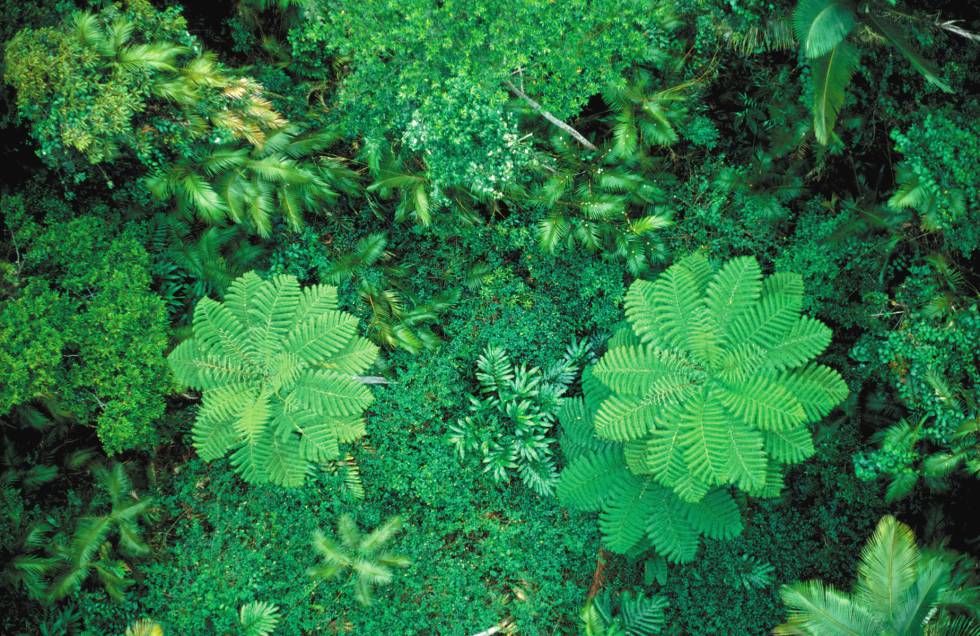La cubierta vegetal global está creciendo a pesar de la deforestación. En la imagen, la selva de Cairns, en Australia.