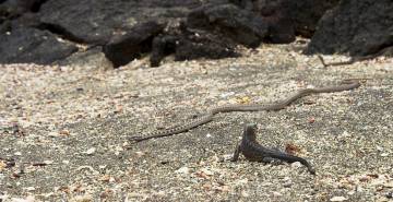 La pequeña iguana trata de escapar. La pequeña iguana trata de escapar.