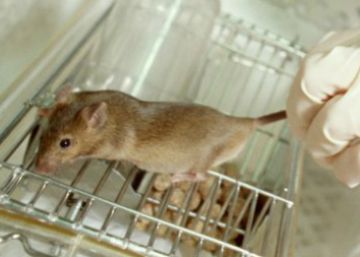 El veto al transporte de animales de laboratorio llega al Congreso