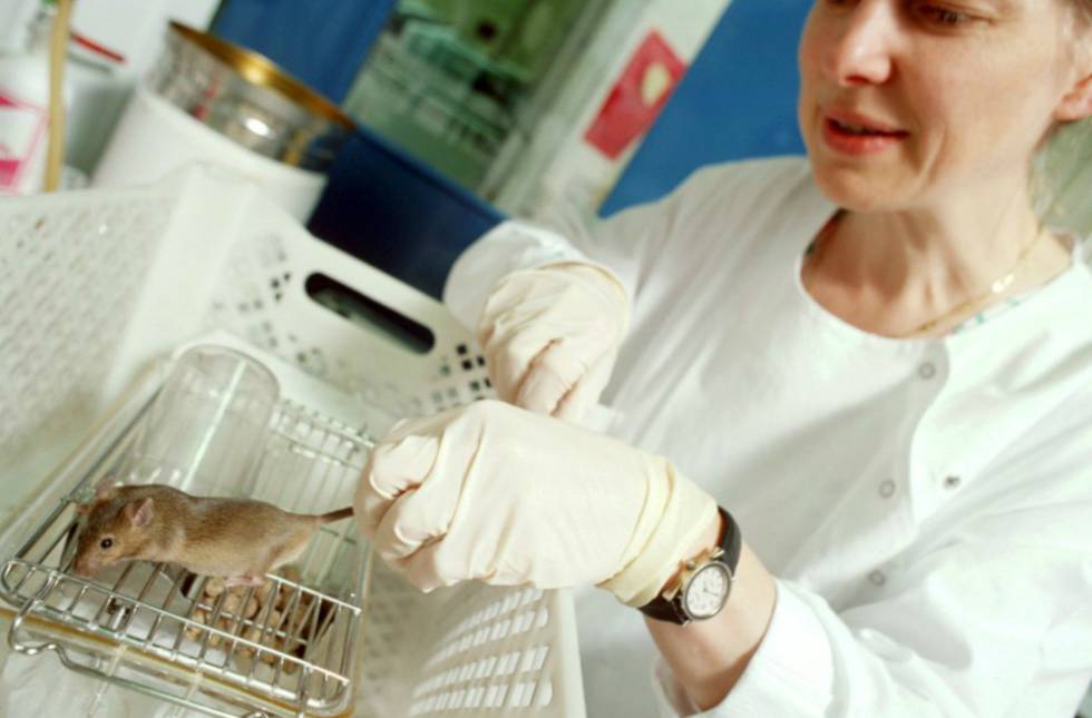Una científica coge un ratón empleado en una investigación. 