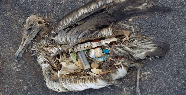 Cadáver de un albatros en las islas Midway
