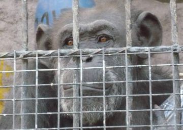 La chimpanc&eacute; Cecilia en el zoo de Mendoza (Argentina).
