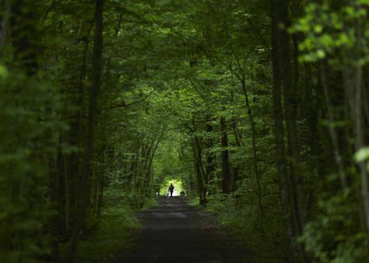 El cambio climático adelanta cada año más la primavera El cambio climático adelanta cada año más la primavera