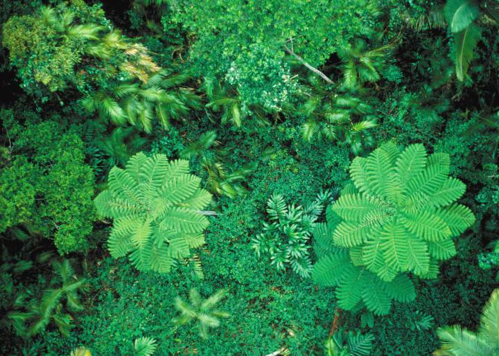 Las emisiones de CO2 aceleran la fotosíntesis de las plantas Las emisiones de CO2 aceleran la fotosíntesis de las plantas