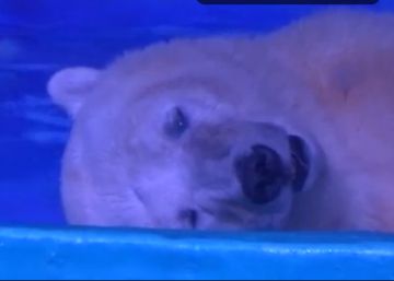 Pizza, “el oso polar más triste del mundo”, es trasladado temporalmente
