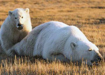 La imagen del cachorro de oso polar que recuerda por qué no hay que tirar basura en la naturaleza