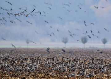 Gansos salvajes en un campo, cerca de Manschnow (Alemania).