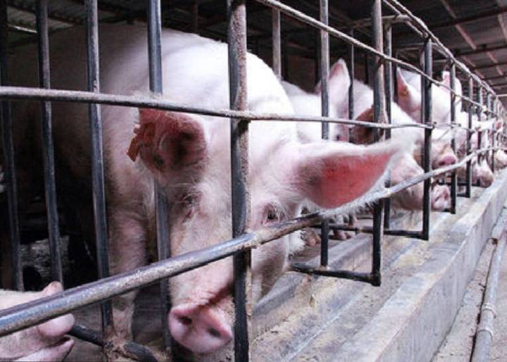 La crisis de los antibióticos en cuatro puntos La crisis de los antibióticos en cuatro puntos