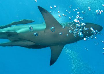 ¿Deben temer los océanos la victoria de Trump?