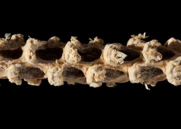 Una mazorca de 5.000 años cuenta la historia del maíz Una mazorca de 5.000 años cuenta la historia del maíz