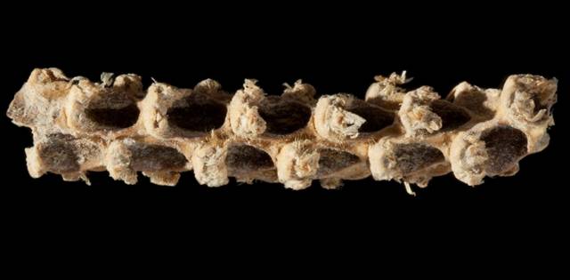 Esta mazorca o elote tiene 5.310 años. Esta mazorca o elote tiene 5.310 años.