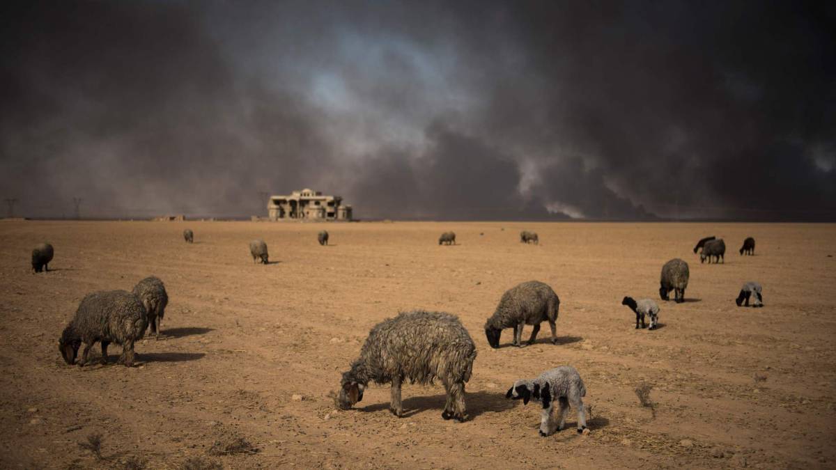 Ovejas ennegrecidas pastan, en Qayyarah (Irak).
