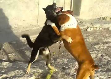 Even winning dogs often die from injuries sustained in fights.