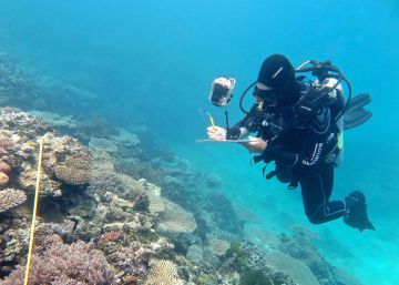 La Gran Barrera de Coral australiana sufre este año su peor deterioro La Gran Barrera de Coral australiana sufre este año su peor deterioro