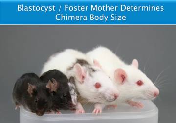 Las quimeras tienen el tamaño de la especie receptora, y no de la donante de células madre.