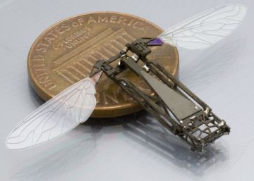 ¿Dejarás que vigile tu casa una cucaracha?