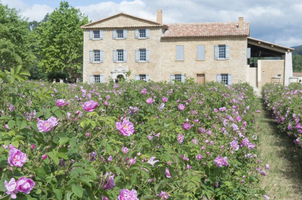 Campo de rosas en Grasse, al sur de Francia.  