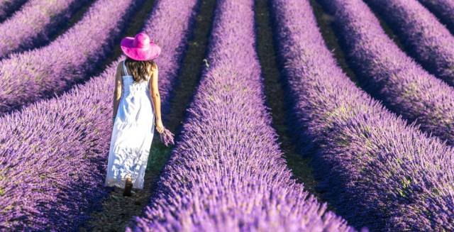 Un campo de lavanda en Francia. Un campo de lavanda en Francia.