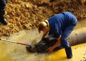 Salvan a una tortuga protegida de morir atrapada en una tubería Salvan a una tortuga protegida de morir atrapada en una tubería
