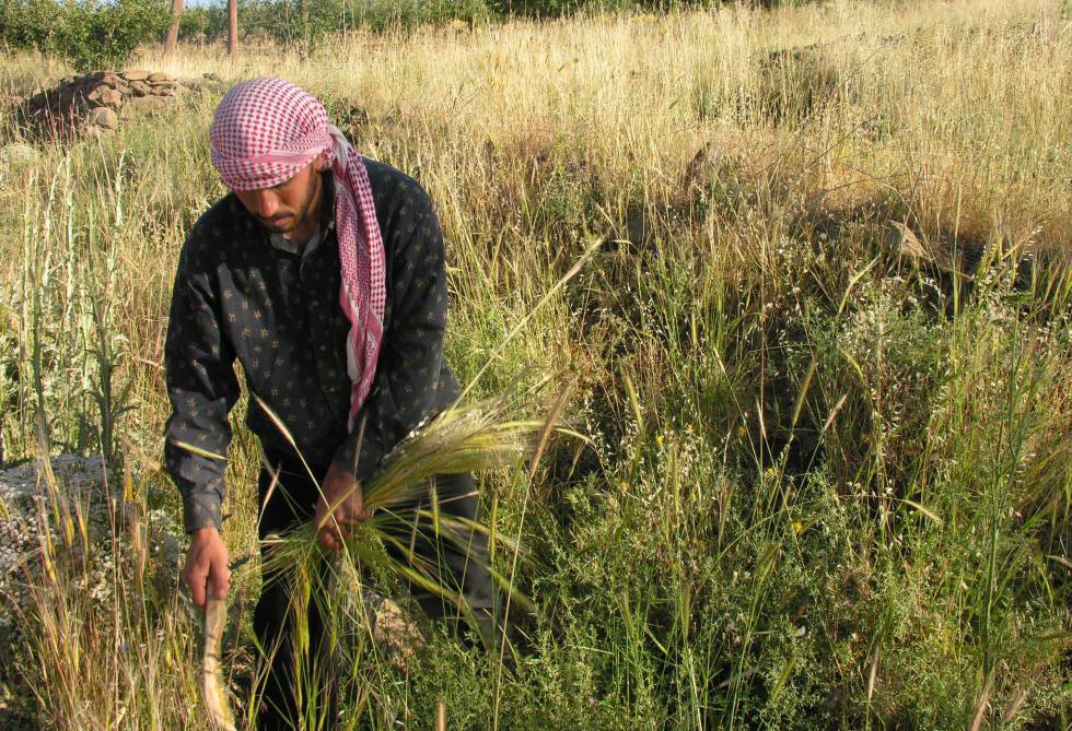 Aún hoy se cosecha la cebada silvestre en el sur de Siria.