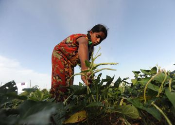 Cultivar legumbres para salvar los suelos Cultivar legumbres para salvar los suelos