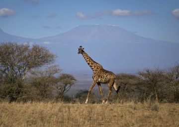 La jirafa entra en la lista de especies amenazadas La jirafa entra en la lista de especies amenazadas
