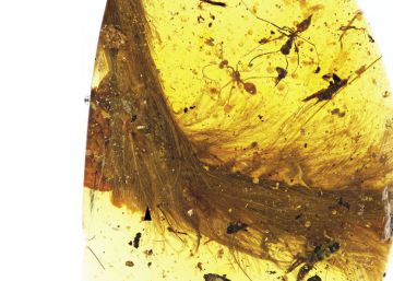 Hallada una cola de dinosaurio con plumas conservada en ámbar Hallada una cola de dinosaurio con plumas conservada en ámbar
