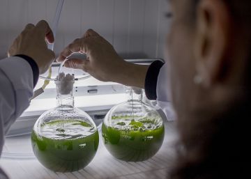 Microalgas para crear superalimentos