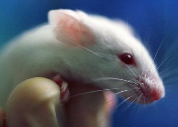 Los ‘ratones avatar’ colaboran en la terapia personalizada contra el cáncer Los ‘ratones avatar’ colaboran en la terapia personalizada contra el cáncer