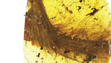 Hallada una cola de dinosaurio con plumas conservada en ámbar Hallada una cola de dinosaurio con plumas conservada en ámbar