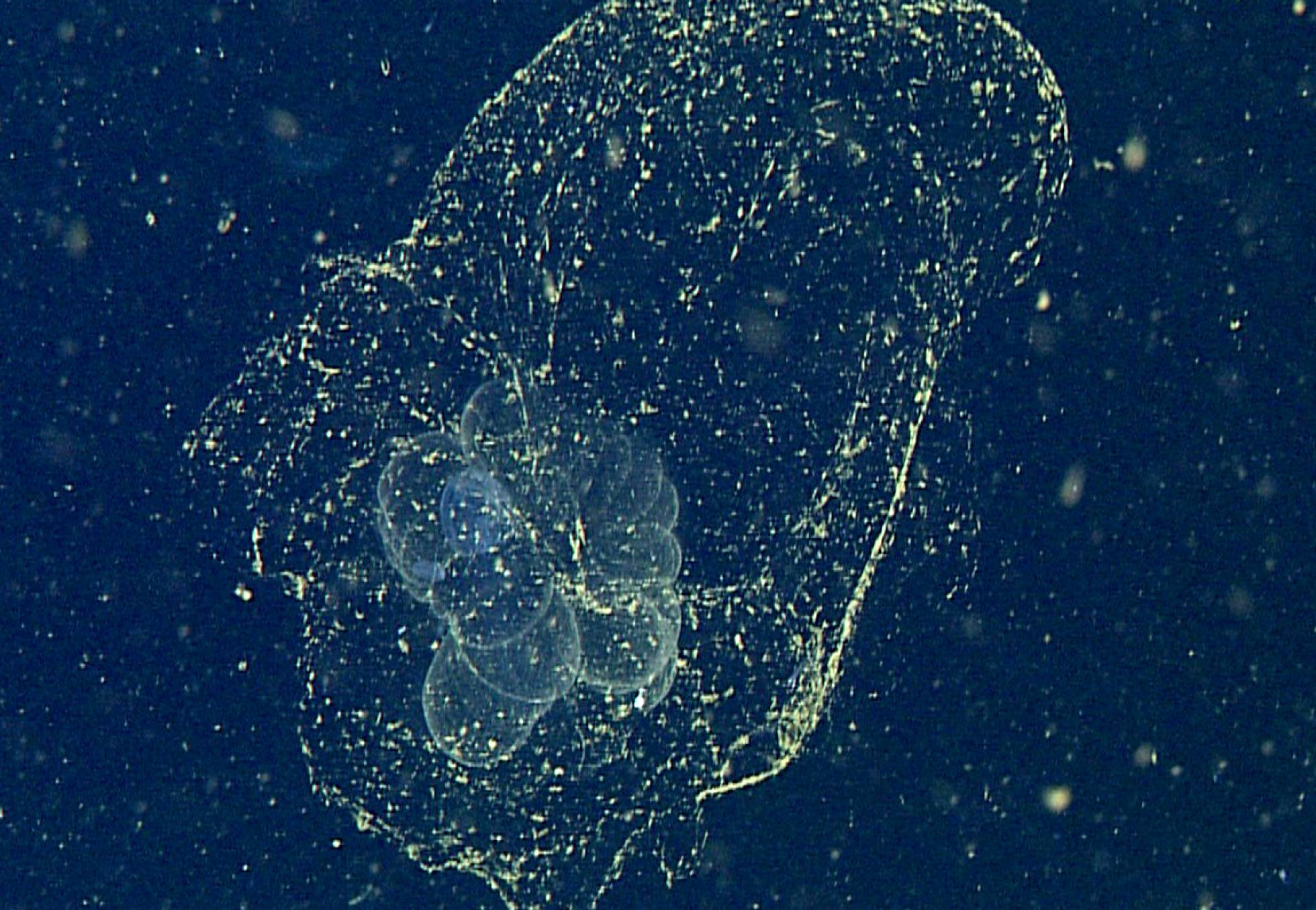 B. Charon rodeado de su B. Charon rodeado de su