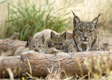El genoma del lince desvela una fragilidad de siglos El genoma del lince desvela una fragilidad de siglos