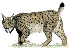 El genoma del lince desvela una fragilidad de siglos El genoma del lince desvela una fragilidad de siglos