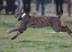 El genoma del lince desvela una fragilidad de siglos El genoma del lince desvela una fragilidad de siglos