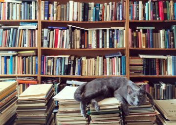Cinco libros sobre gatos a los que no me pude resistir