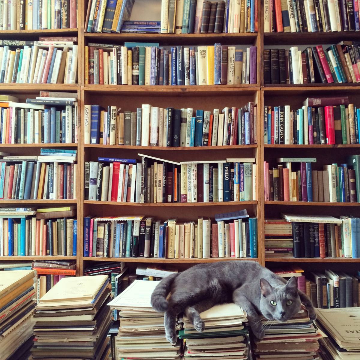 Cinco libros sobre gatos a los que no me pude resistir