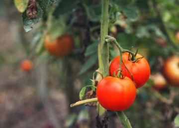 Deje de comprar comida ecológica si quiere salvar el planeta Deje de comprar comida ecológica si quiere salvar el planeta