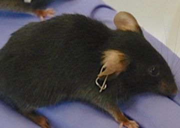 Un grupo de investigadores revierte el envejecimiento en ratones