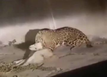 Un jaguar mexicano es matado a tiros por agentes de la policía local Un jaguar mexicano es matado a tiros por agentes de la policía local
