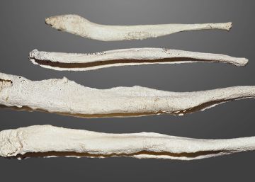 Per què els humans van perdre l’os del penis