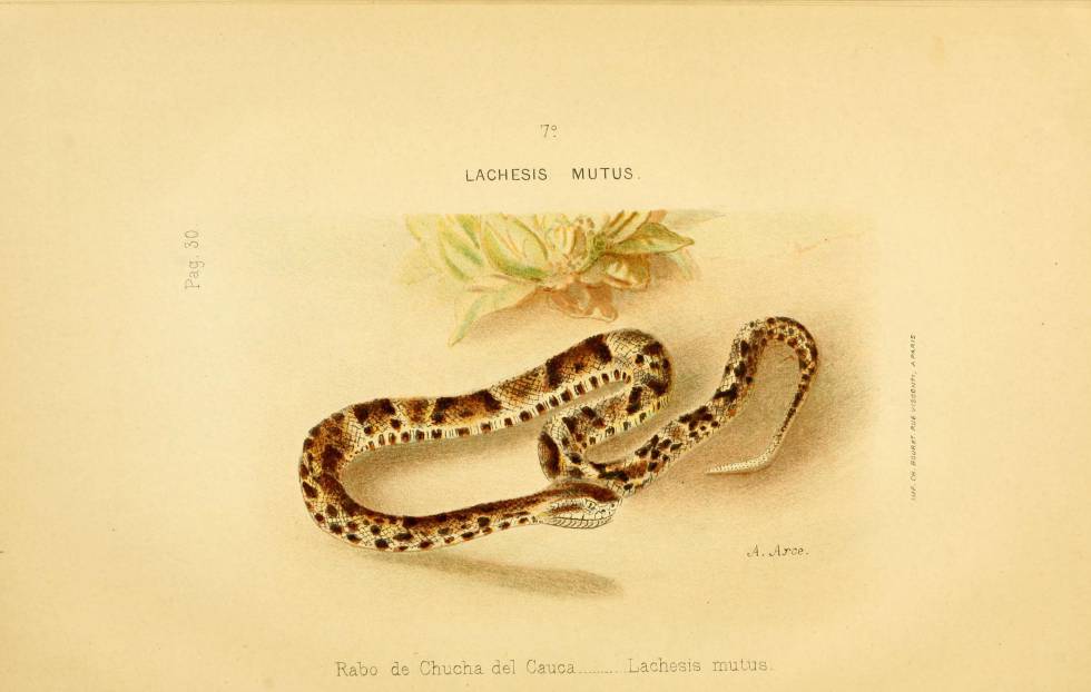 Grabado donde se muestra una víbora surucucú (Lachesis mutus).