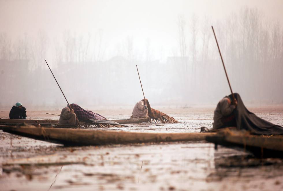 Varios pescadores de Cachemira pescan en las aguas del lago Anchar, en Srinagar (India). Varios pescadores de Cachemira pescan en las aguas del lago Anchar, en Srinagar (India).