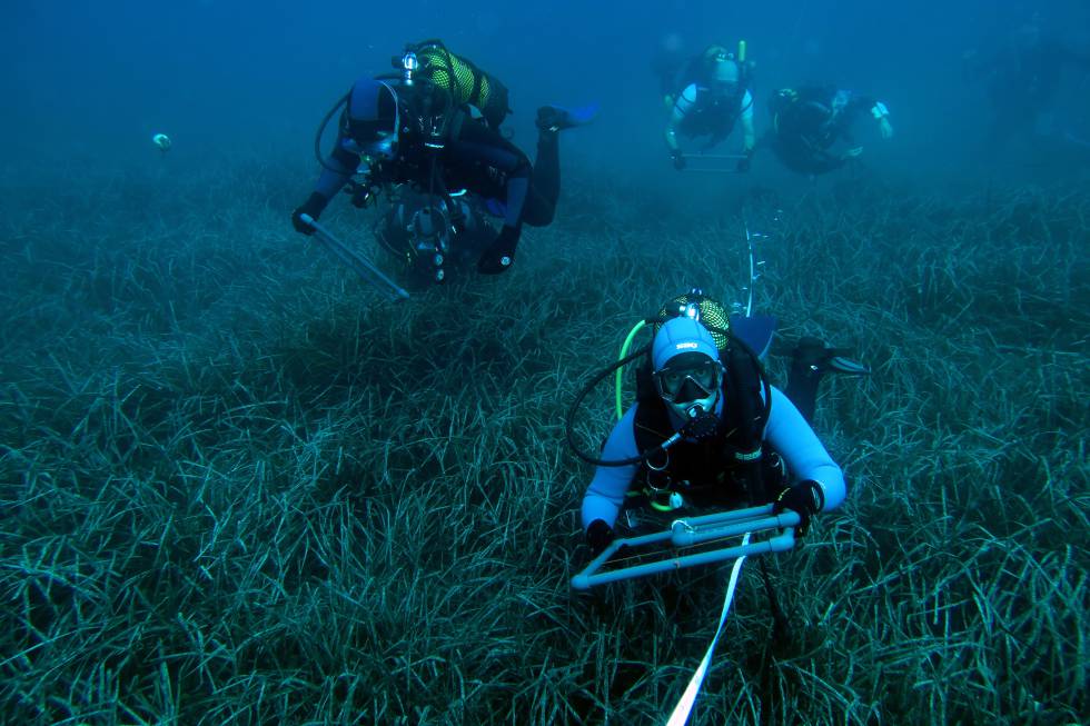 Seguimiento del estado de conservación de las praderas de Posidonia oceanica.